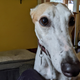 Say hello to the young greyhound named Skip.